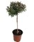 Biblical Myrtle Herb Plant - Myrtus - Ancient Herb - 4.5" Pot - Topiary